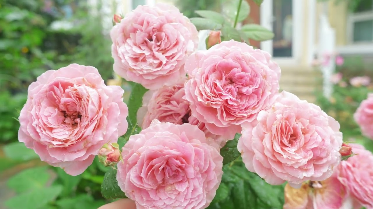 月季安索菲比克rose Anne-Sophie Pic, Heat-resistant Queen in summer