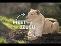 Meet Izulu A White Lion | Meet the Animals