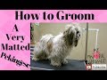 How to groom a Pekingese very matted