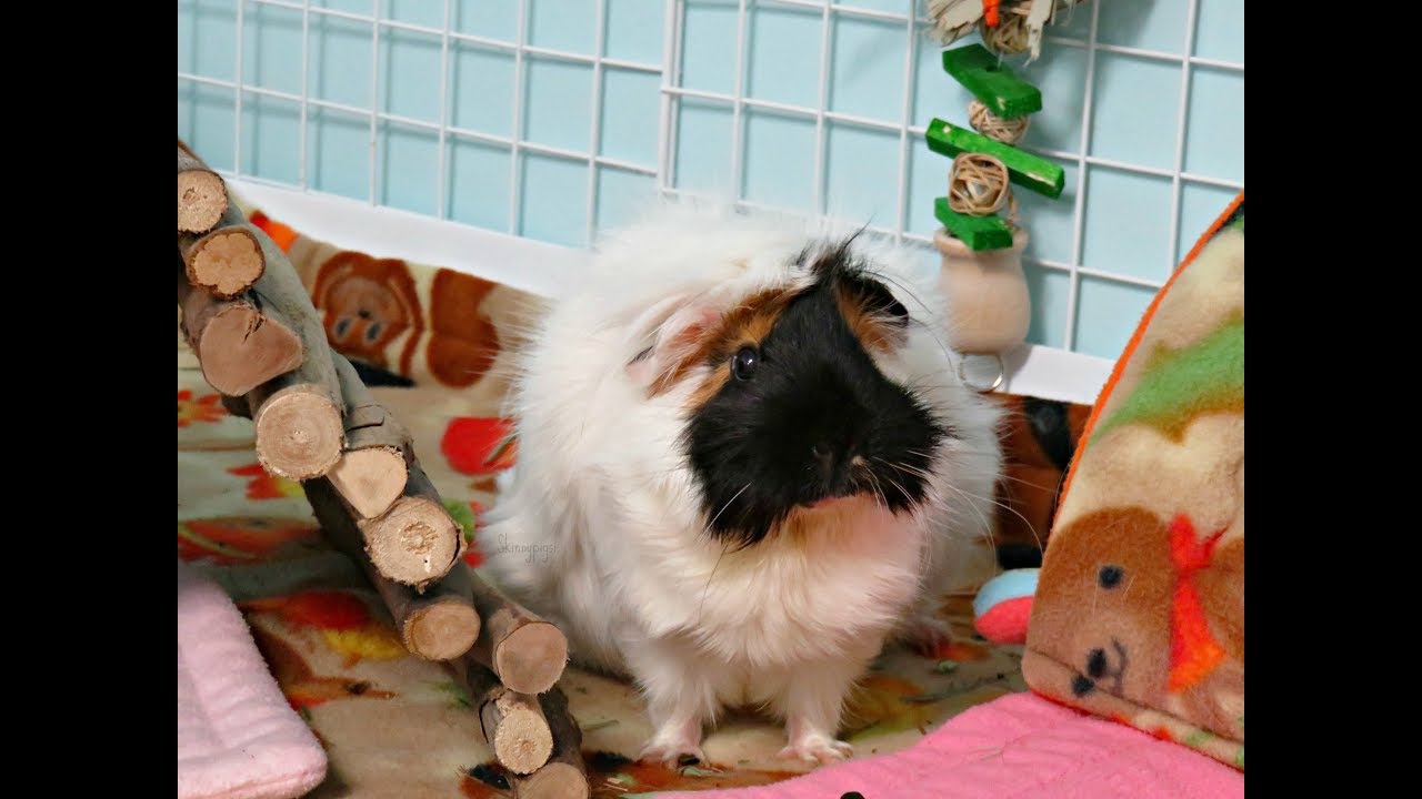 pigs lyrics Nanaimo's Last Day