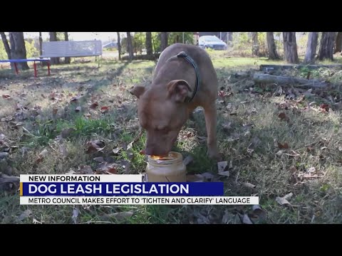 Video: Šis Albino Chihuahua mišinys atsisako leisti savo retos ligos sustabdyti jį nuo šypsosi