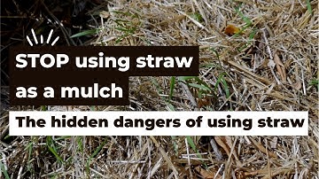 Why you need to stop using straw as a mulch