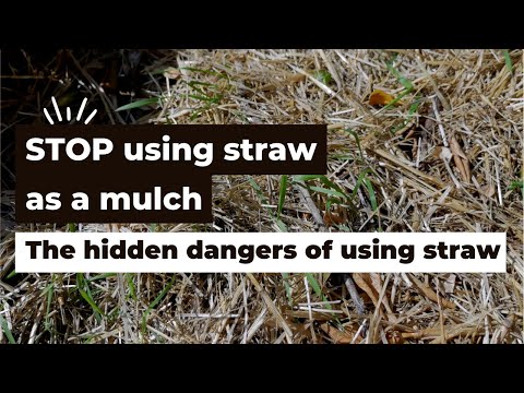 Vídeo: Pine Straw Mulch Usos - Obteniu informació sobre l'aplicació de Pine Straw Mulch