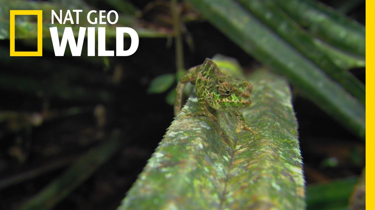 Chameleon Killer Tactics | Deadly Instincts