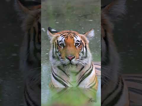 കാണ്ടാമൃഗങ്ങളും കടുവകളും ഉള്ള കാട്‌. Dudhwa Forest safari in Uttar Pradesh