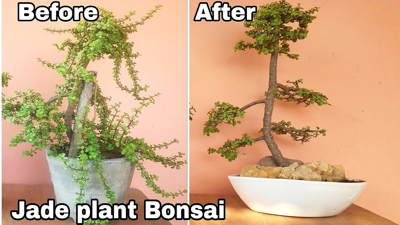 How to make Bonsai | How to make jade plant bonsai, jade plant bonsai