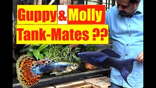 Guppy Molly Tank Mates | Natural Aquarium Tankmates | Guppy Terrace Pond | Mayur Dev Aquascaper  4K