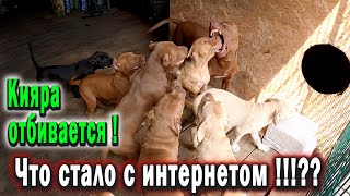 Щенки питбуля давят Кияру ! Как я спасал Кияру. В ожидании ПОДКЛЮЧЕНИЯ СКОРОСТНОГО ИНТЕРНЕТА....