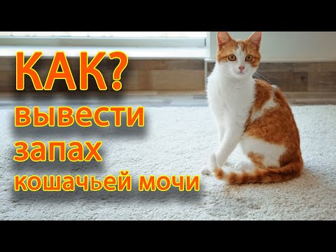 Как вывести запах кошачьей мочи с ковра, обуви, одежды.