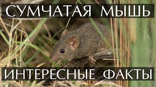 Сумчатая мышь - интересные факты