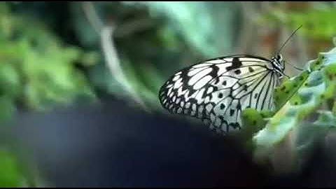 تلاوة مميزة للشيخ عبدالرؤوف العسيري