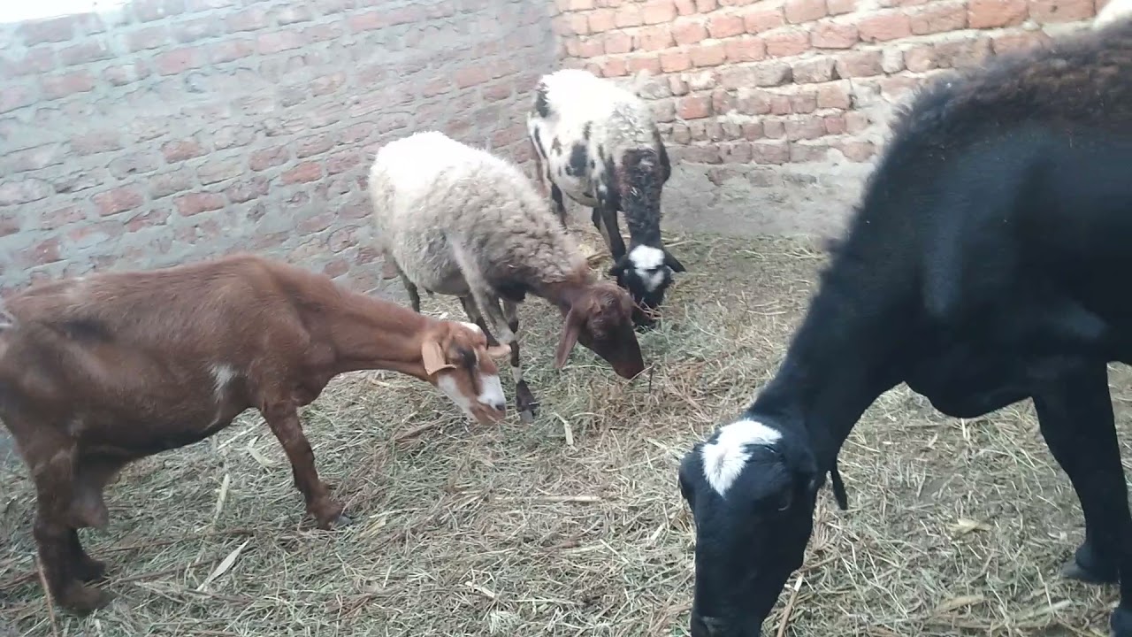 شكل ضرع النعجه العشر شهرين او ثلاث شهور