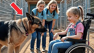 Sparaliżowana dziewczynka w schronisku — reakcja agresywnego psa policyjnego zszokowała wszystkich!