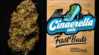 Cinderella | Trimmed Buds