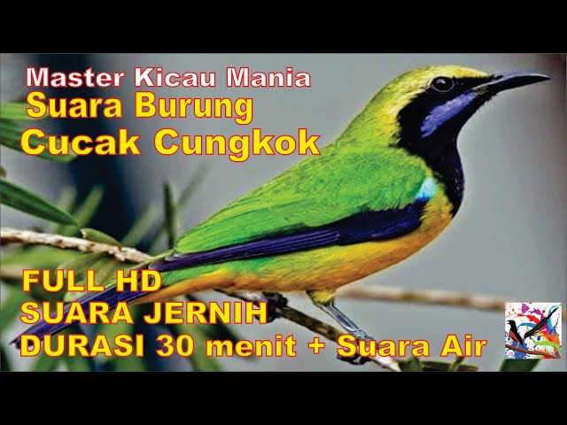 Masteran Murai, Suara CUCAK CUNGKOK Durasi Panjang + Terapi Suara Air Mengalir..JERNIH..FULL HD..!!! class=