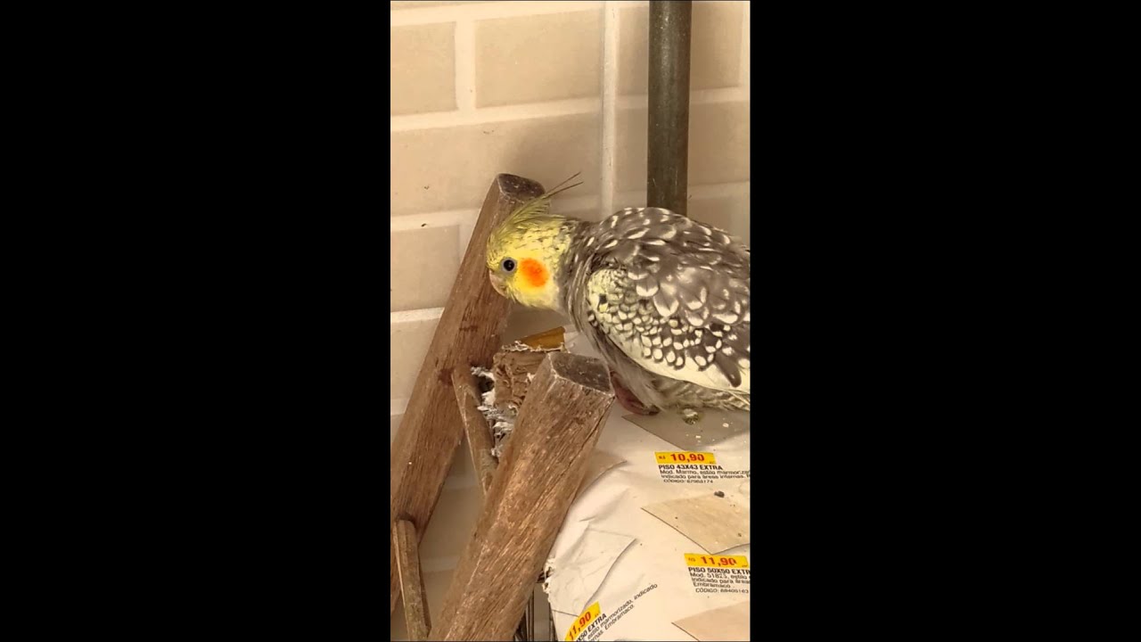 Calopsita Começa A Cantar Com Quantos Meses Calopsita De 3 Meses Cantando Youtube