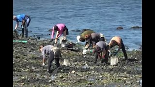 El marisqueo a pie de las mujeres y hombres de Rianxo.