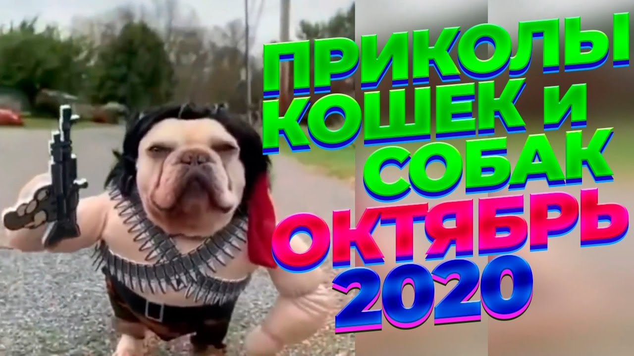 Прикол до слез 2020 смех. Приколы 2020 года смех до слёз. Приколы 2020 года смех до слёз новогодние.