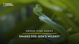 Green Vine Snake | Snakes SOS: Goa's Wildest Season 2 | National Geographic