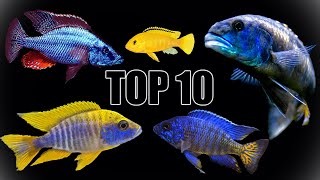 Our Top 10 Favorite African Cichlids!
