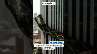 me bhola parvat ka hai #anaconda #snake #live #shortgaming #shorts