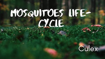 Mosquito life-cycle. Culex