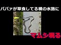ババァは毒ヘビのマムシの横で