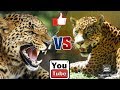 Ягуар против леопарда. Jaguar against Leopard. Животные. Батл животных.