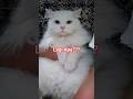 #cat #catshorts #catsofinstagram #catsoftiktok #catsofyoutube #kucing #kucinglucu #videokucing #pet
