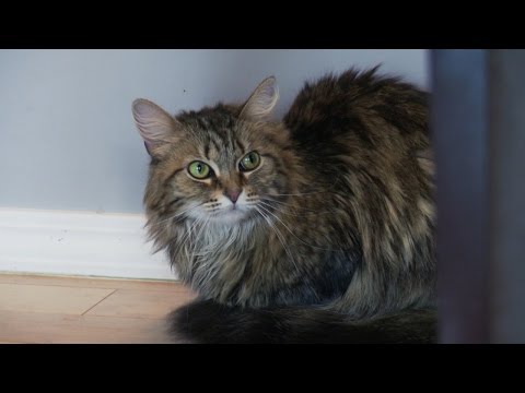 Buster My Cat From Hell Animal Planet Buster My Cat From Hell Animal Planet
