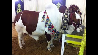 Mandi 2023 Abdulhadi Rizwan