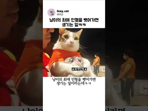 냥이의 최애 인형을 뺏어가면 생기는 일ㅋㅋ thumbnail