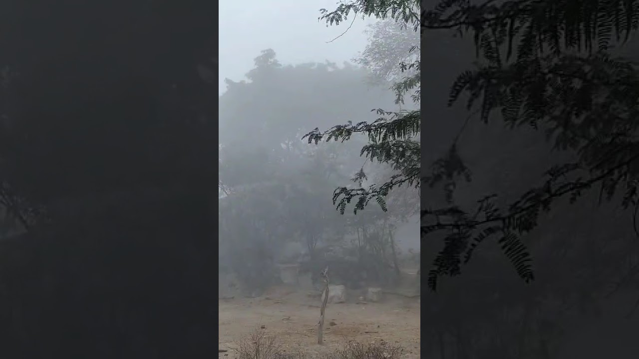 Mellaga thellarindhoi🐓🌄🌳 #morningvibes #villagelife #myvillage #trending #shorts #snigdhasnithivlogs