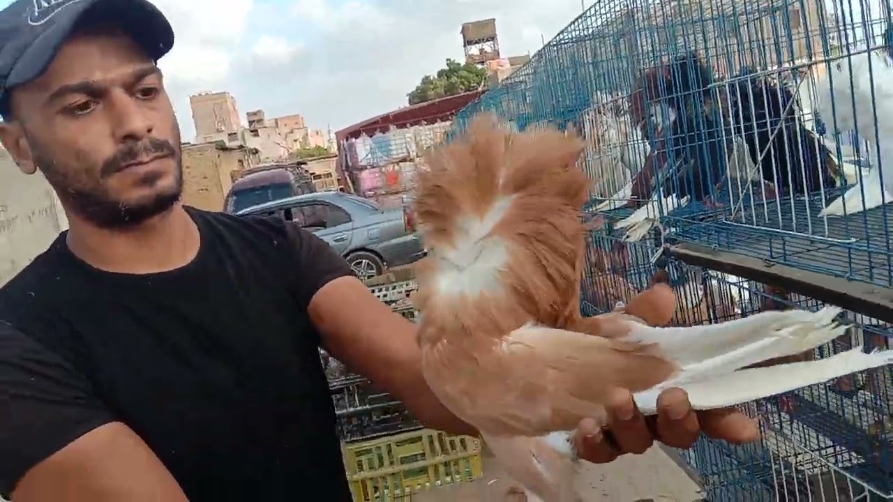 لايف من سوق السيده عائشه وحمامي بفضل الله التواصل 01014178127