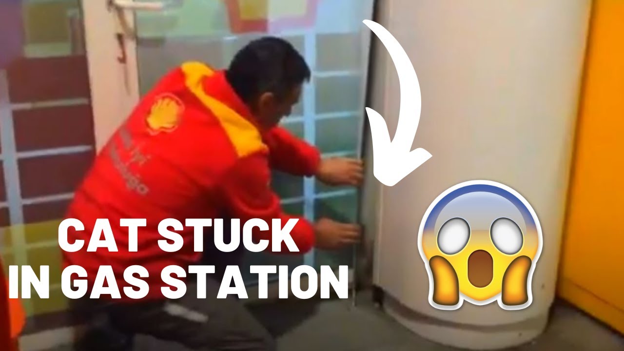 Poor Kitten Stuck In Gas Station Wall (Cat Saving Story) YouTube