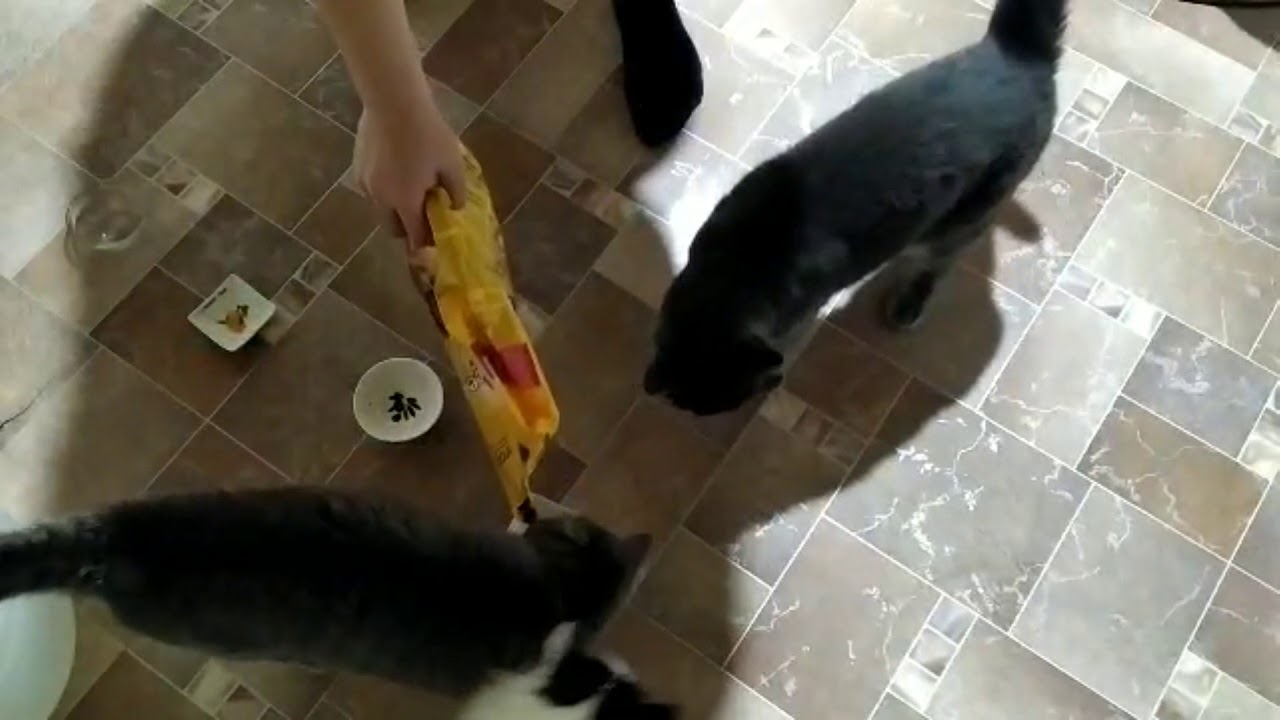 Как наши коты реагируют на собачий корм педигри? Интересная реакция ...