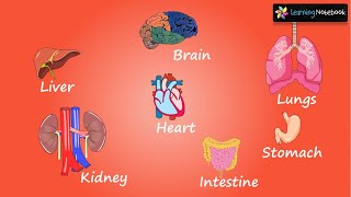 Internal body parts and their functions || Internal Organs of the Body || Class 4 EVS