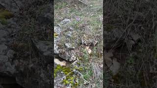 Болгария. Так Много