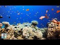 4K Coral Reef Aquarium ~ Relaxing Music for Sleep, Study, Meditation & Yoga •  3 HOURS