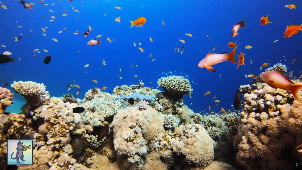 2 hrs aquarium relax music 4K Coral Reef Aquarium ~ Relaxing Music for Sleep, Study, Meditation & Yoga • Screensaver • 3 HOURS