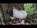 Primitive Technology - Found A Duck Nest in Forest n Cook Underground to survival