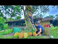 Journey together to buy jackfruit to resell at the toad market. Sold out quickly. KONG & NHAT