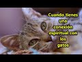 Cuando tienes una conexión espiritual con los gatos