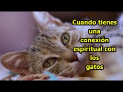 Video: Nuestra conexión espiritual con los gatos
