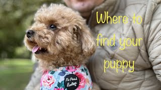 Where to find a puppy?