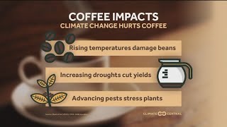 Ozarks Tonight: Study Says Wake Up And Smell The Coffee