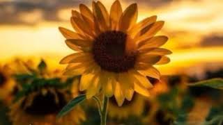 Değmiyor... Fon Müzikli Anlamlı Video Whatshapp Durum Için Kısa Anlamlı Paylaşım Irlıalar