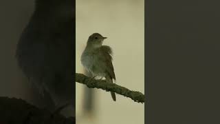 Ne Ağlarsın Benim Zülfü Siyahım Resimi