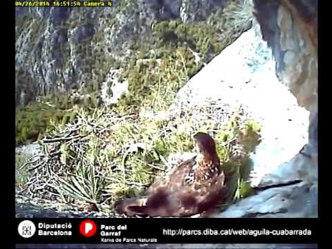 Vídeo: Agafa La Cua De Llangardaix