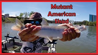 AMERICAN SHAD Fishing Report | Sacramento River